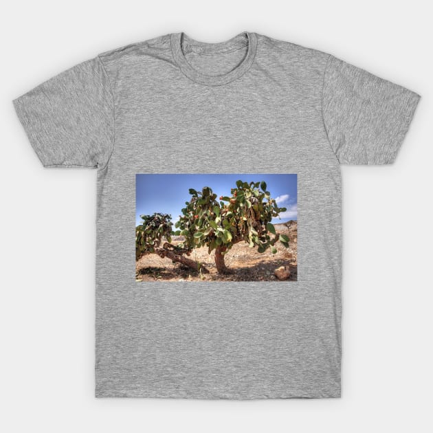 Opuntia ficus-indica T-Shirt by tomg